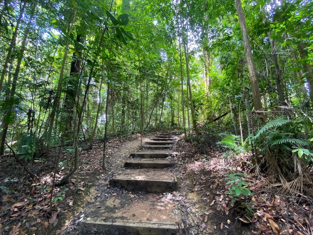 Bukit Timah Nature Reserve - Image 3