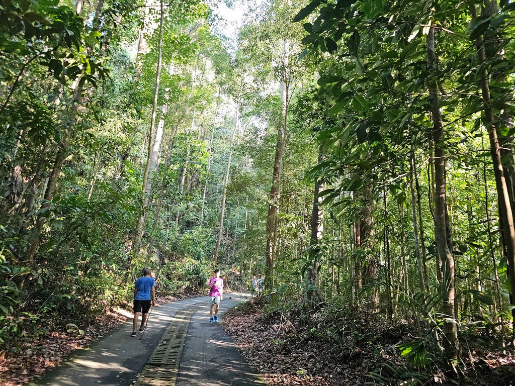 Bukit Timah Nature Reserve - Image 9