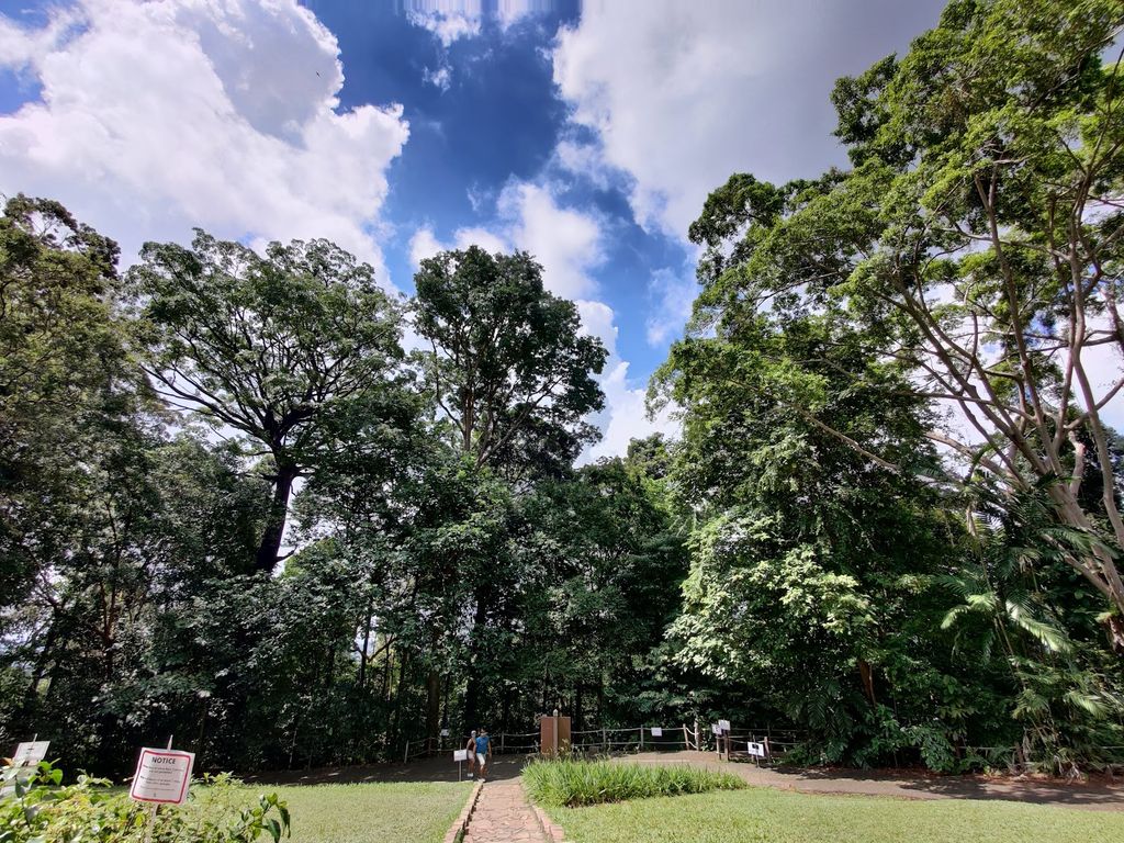 Bukit Timah Nature Reserve - Image 8