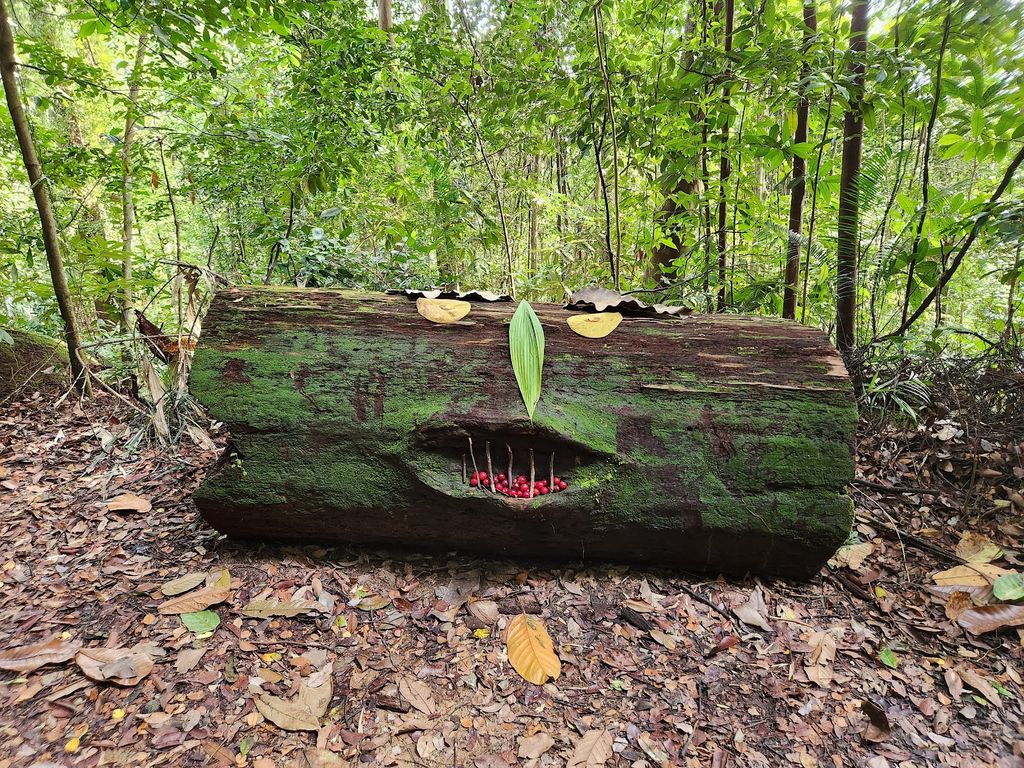 Bukit Timah Nature Reserve - Image 10