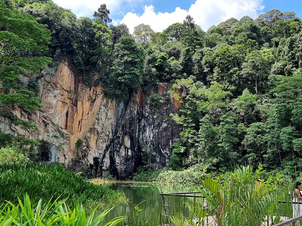 Bukit Timah Nature Reserve - Image 7